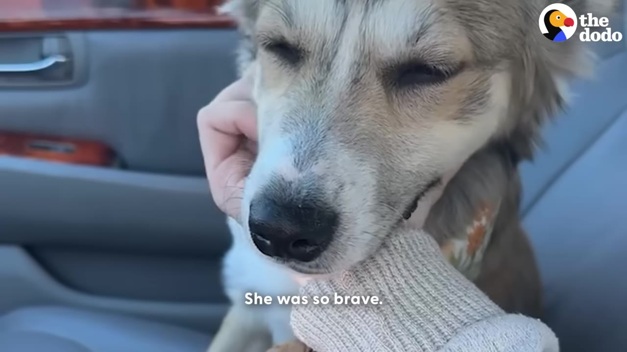 A close-up of a light brown and white dog with closed eyes, resting its chin in a person's hand wearing a knit sweater sleeve inside a car.