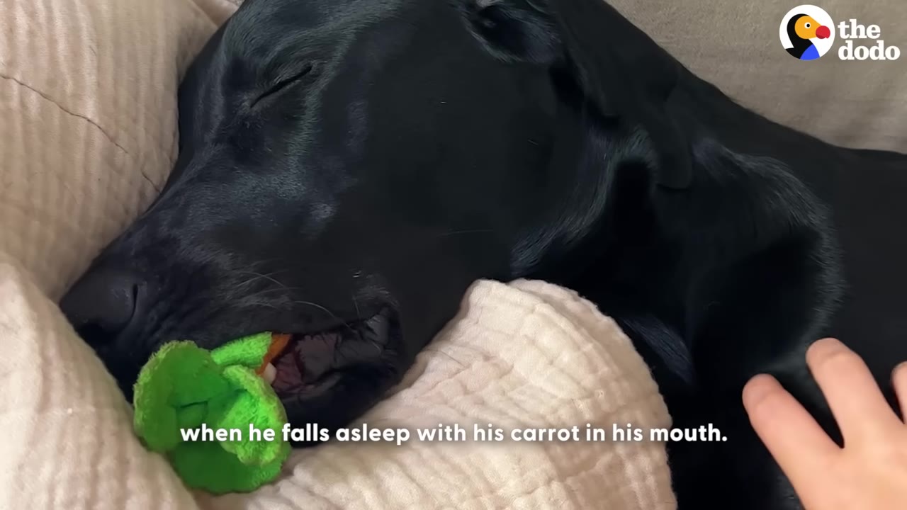 A close-up of a sleeping black dog resting on a beige pillow with a plush carrot toy held gently in its mouth.