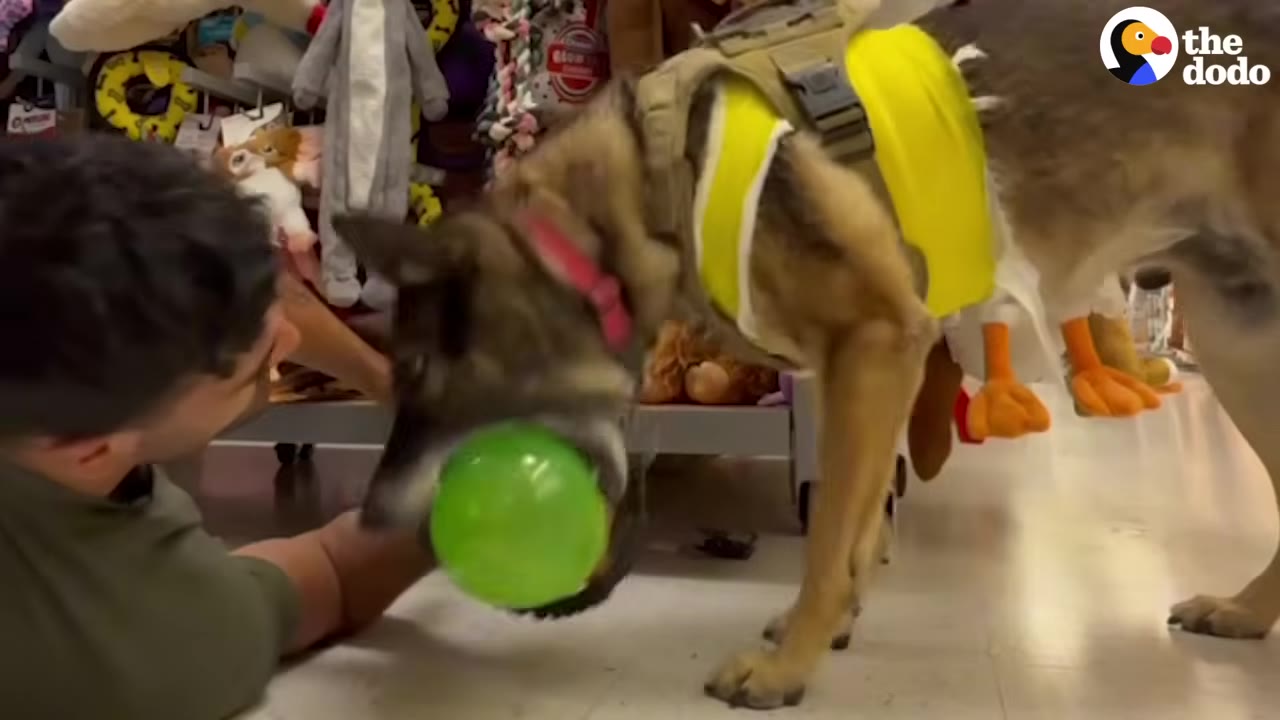 A dog wearing a yellow vest holds a bright green ball in its mouth while interacting with a person lying on the floor of a pet store aisle.
