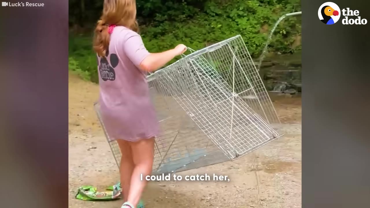 A woman in a purple shirt carrying a large metal wire cage trap outdoors near a wooded area.