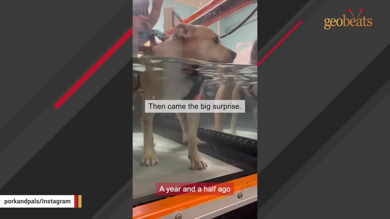 A tan dog stands in an underwater treadmill therapy tank with water up to its chest, looking forward.