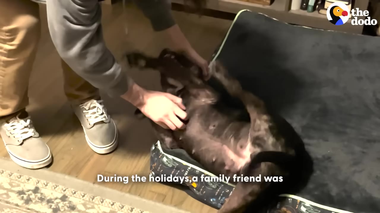 A person in a grey sweatshirt and tan pants rubs the belly of a brindle dog lying on its back on a dog bed.