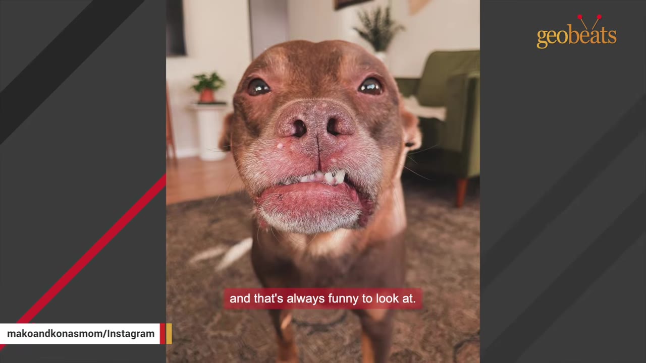 A close-up shot of a brown dog named Kona looking directly at the camera with her upper lip slightly caught, showing her front teeth in a quirky smile.