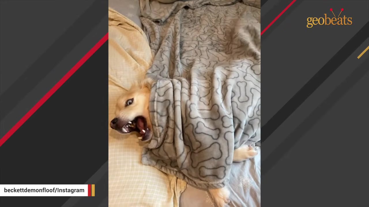 A light-colored dog wrapped in a grey bone-patterned blanket lies on a bed, showing its teeth with a defensive expression.