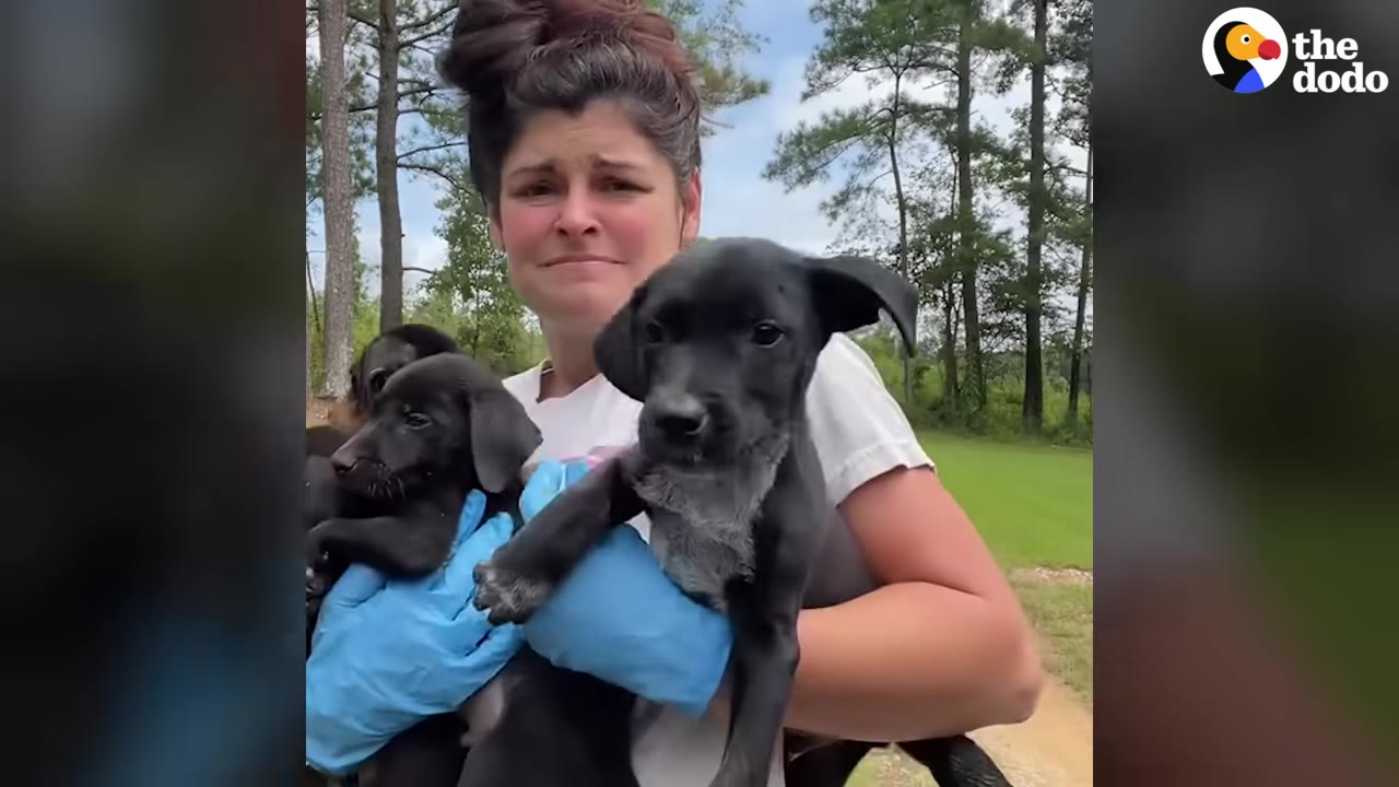 A woman with a concerned expression holds two small black puppies in her arms while wearing blue protective gloves on a dirt path near trees.