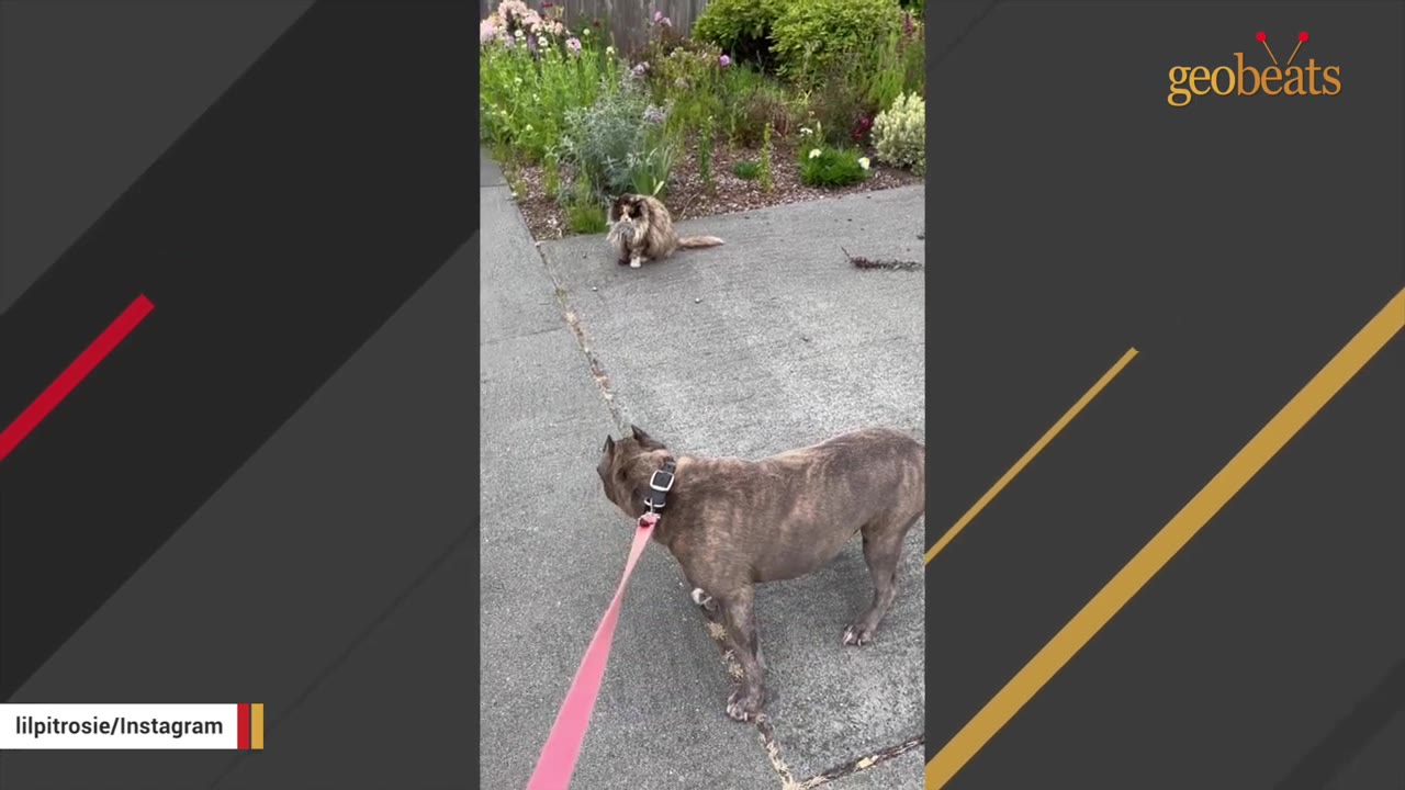 A brindle dog on a pink leash stands on a paved path, looking towards a fluffy long-haired cat sitting nearby in front of a garden.