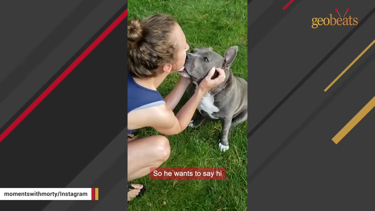 A grey and white pit bull sits on a green lawn, looking up affectionately as a woman kneels down to kiss his nose.