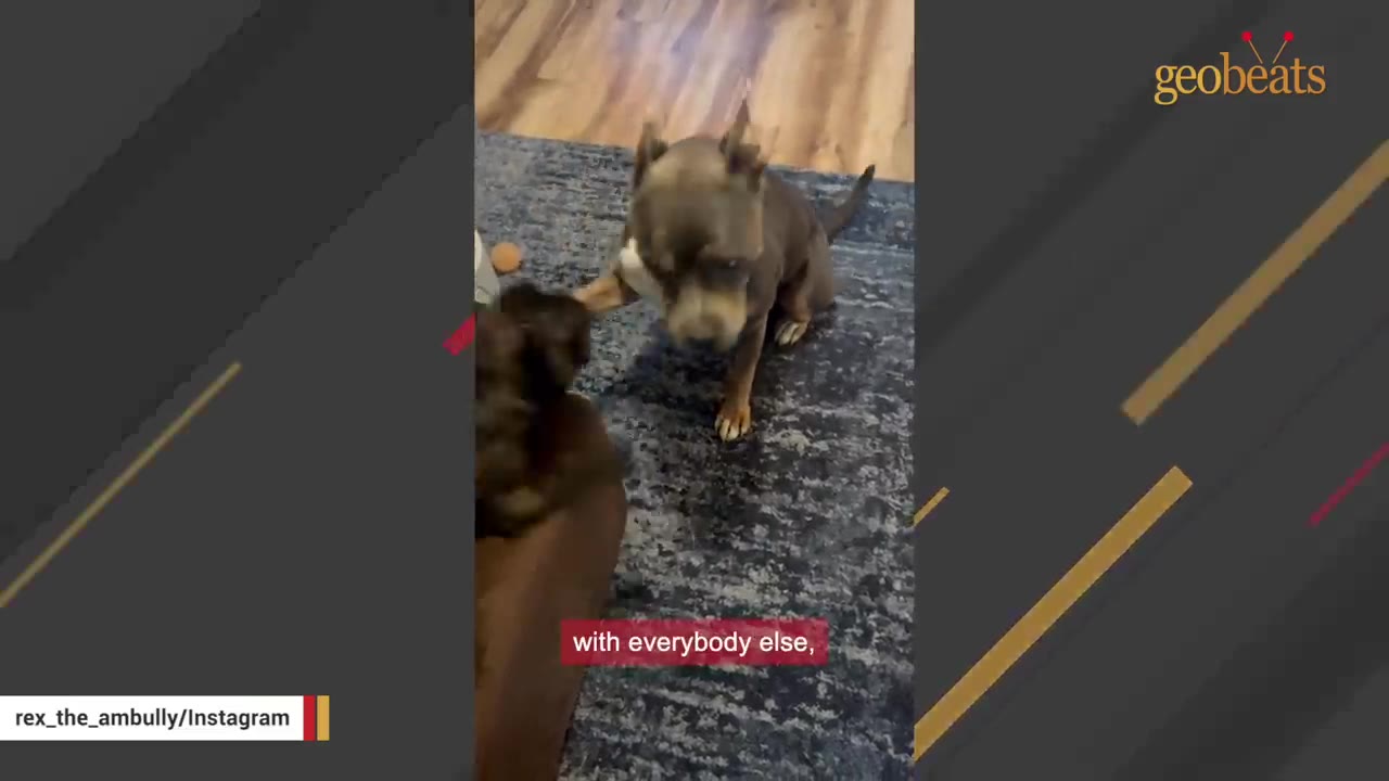 An American Bully dog sitting on a blue rug indoors, interacting with another dog.