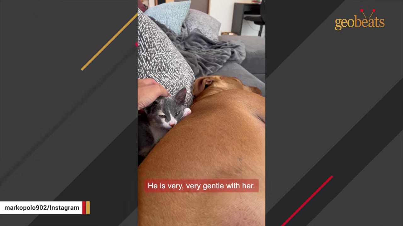 A small grey and white kitten snuggles against the back of a large brown dog resting on a couch.