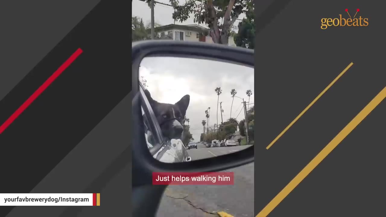 A dark-colored dog with a white stripe on its snout looks out of a car window, visible in the reflection of the side-view mirror.