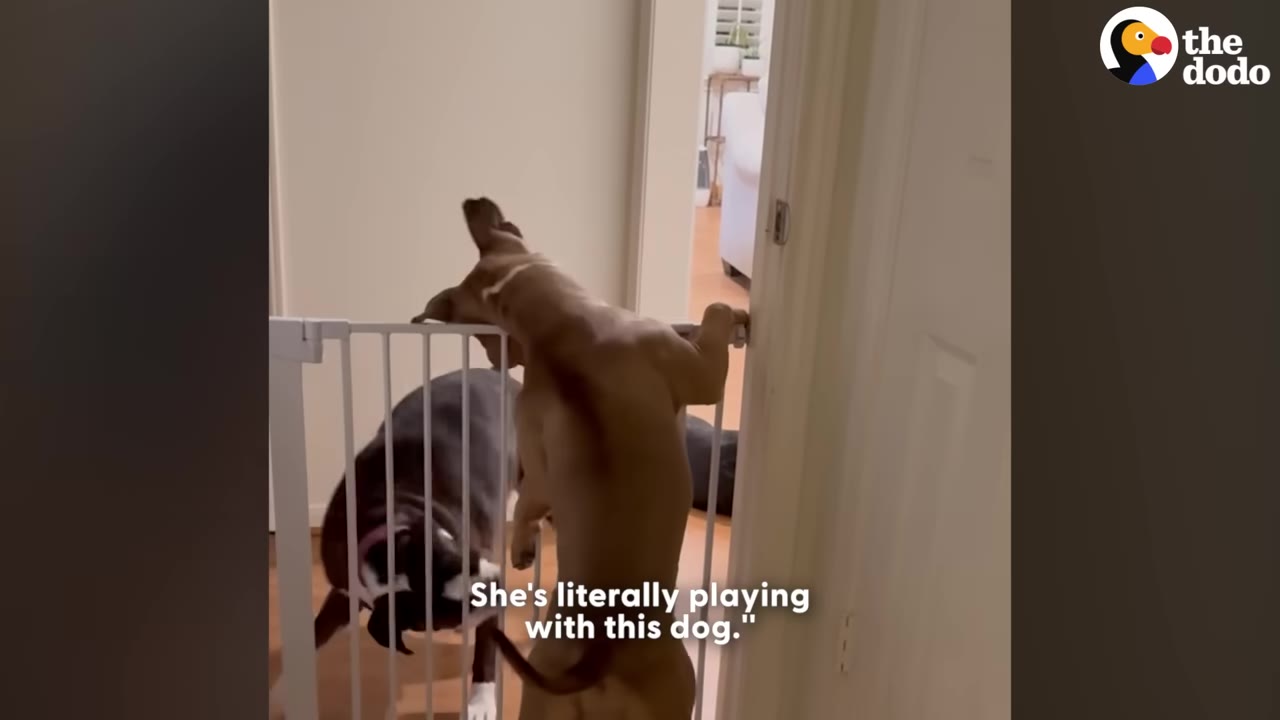 A tan dog stands on its hind legs, leaning against a white pet gate to interact with a dark-colored dog on the other side.