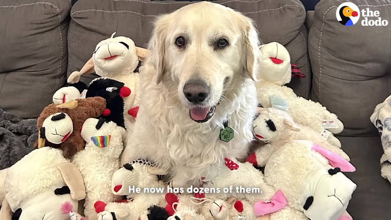 A happy golden retriever sits on a grey couch surrounded by dozens of white plush lamb toys.