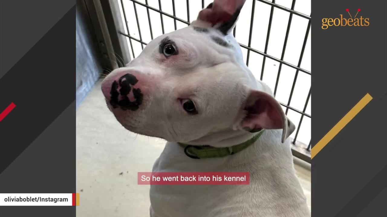 A white dog with black spots on its nose and ears looks up from inside a metal wire kennel.