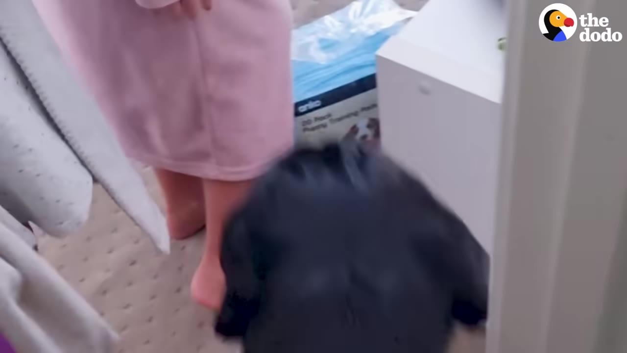A black dog is guided through a hallway by its owner, who is wearing a pink robe.