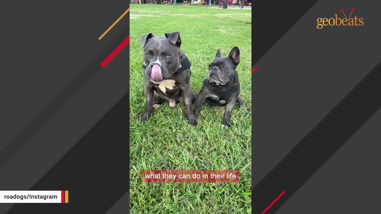 Two dogs, a grey pit bull licking its nose and a black French bulldog, sitting side-by-side on green grass.