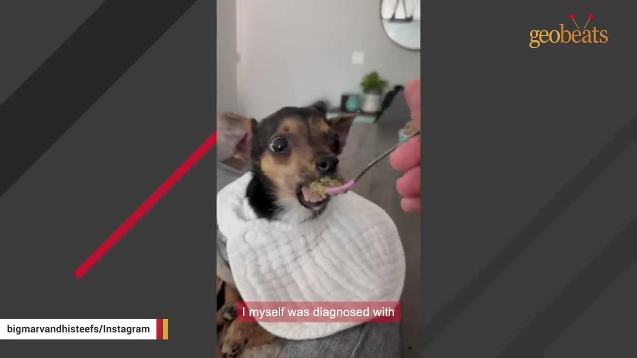 A small chihuahua wearing a white bib is being spoon-fed by a person's hand.