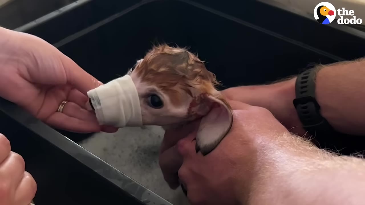 A close-up shot of a small puppy with a white bandage wrapped around its snout being gently held and bathed by two people in a dark tub.