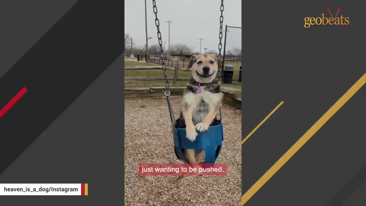 A medium-sized dog sitting upright inside a blue plastic baby swing at a playground, looking forward with a happy expression.