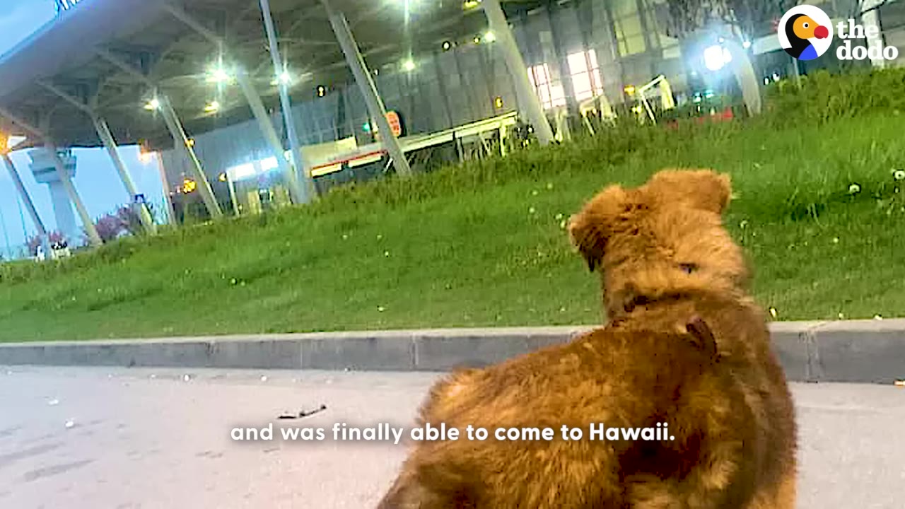 A brown dog with its back to the camera looks toward a large airport terminal building at dusk.
