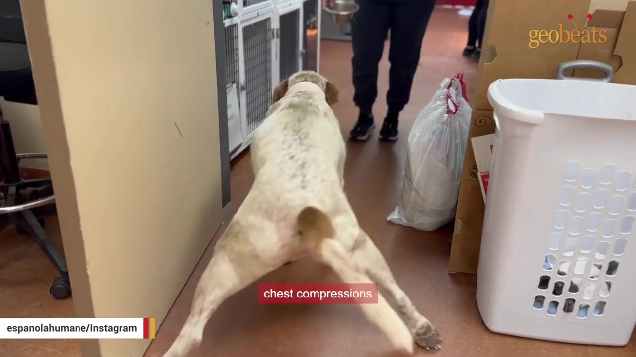 A light-colored dog stretches its hind legs in a clinic hallway, with a text overlay that reads 'chest compressions'.