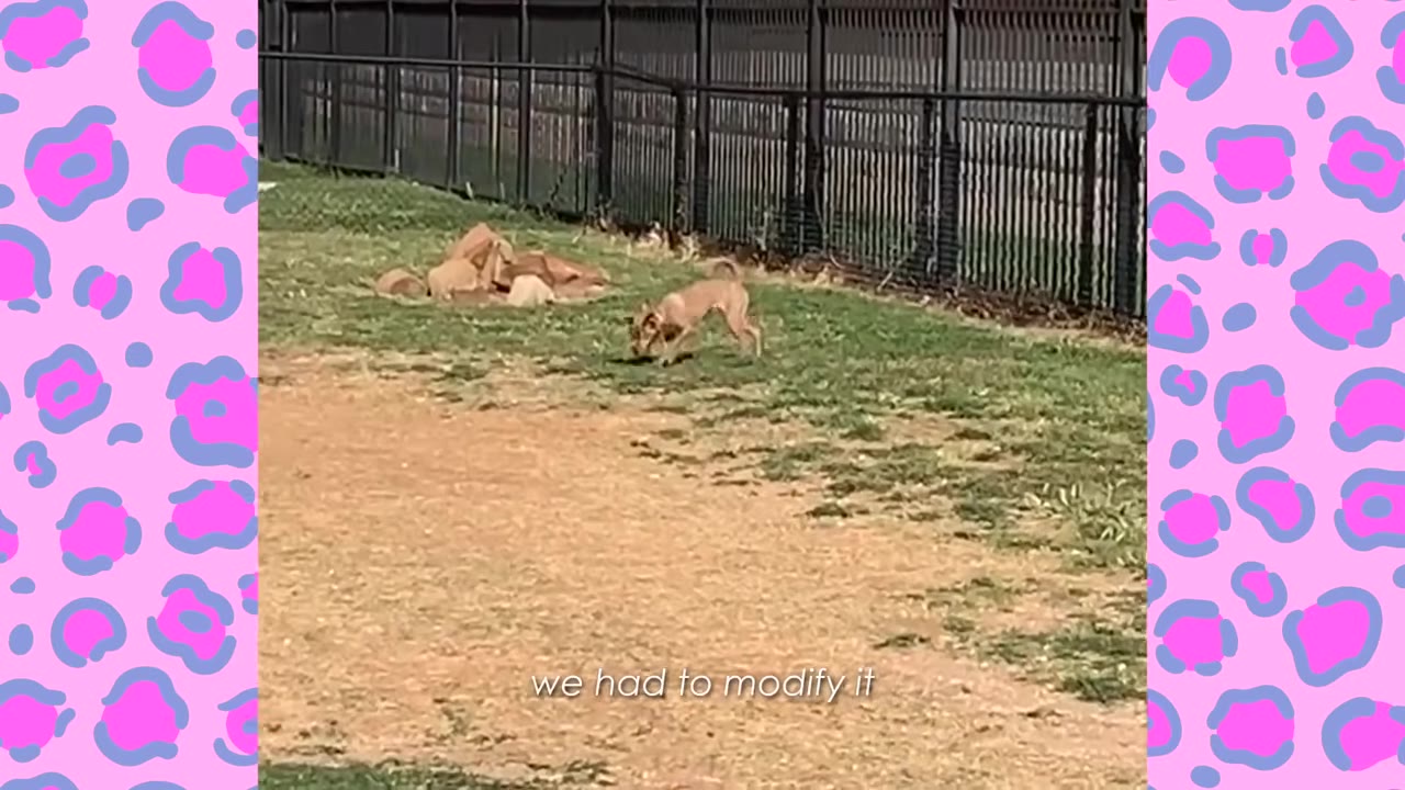 A tan dog runs across a grassy field in a fenced-in yard, with the text 'we had to modify it' displayed at the bottom.