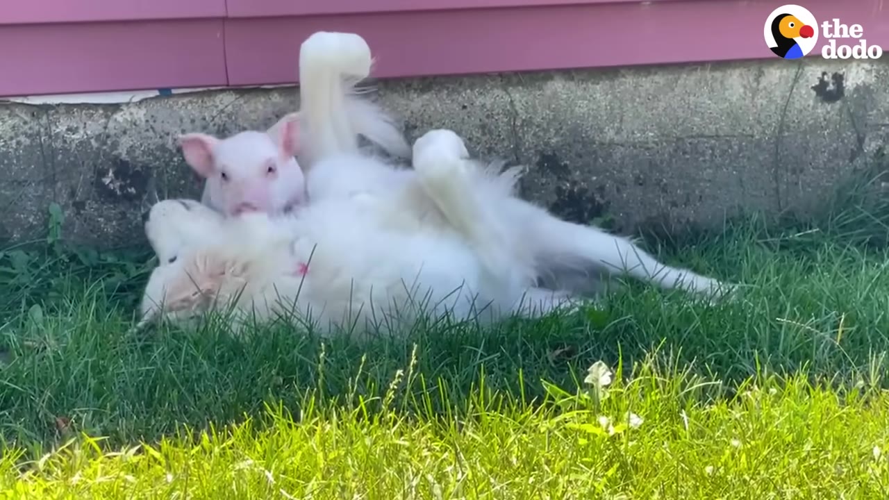 A small pink piglet climbs on top of a fluffy white dog who is lying on its back in the green grass.