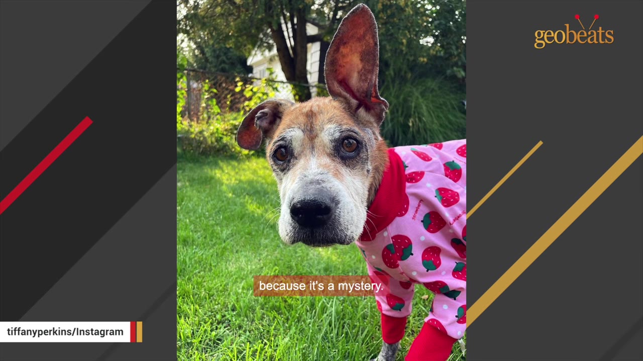 A senior dog with one large upright ear and one floppy ear, wearing a pink strawberry-patterned shirt, stands on green grass looking at the camera.