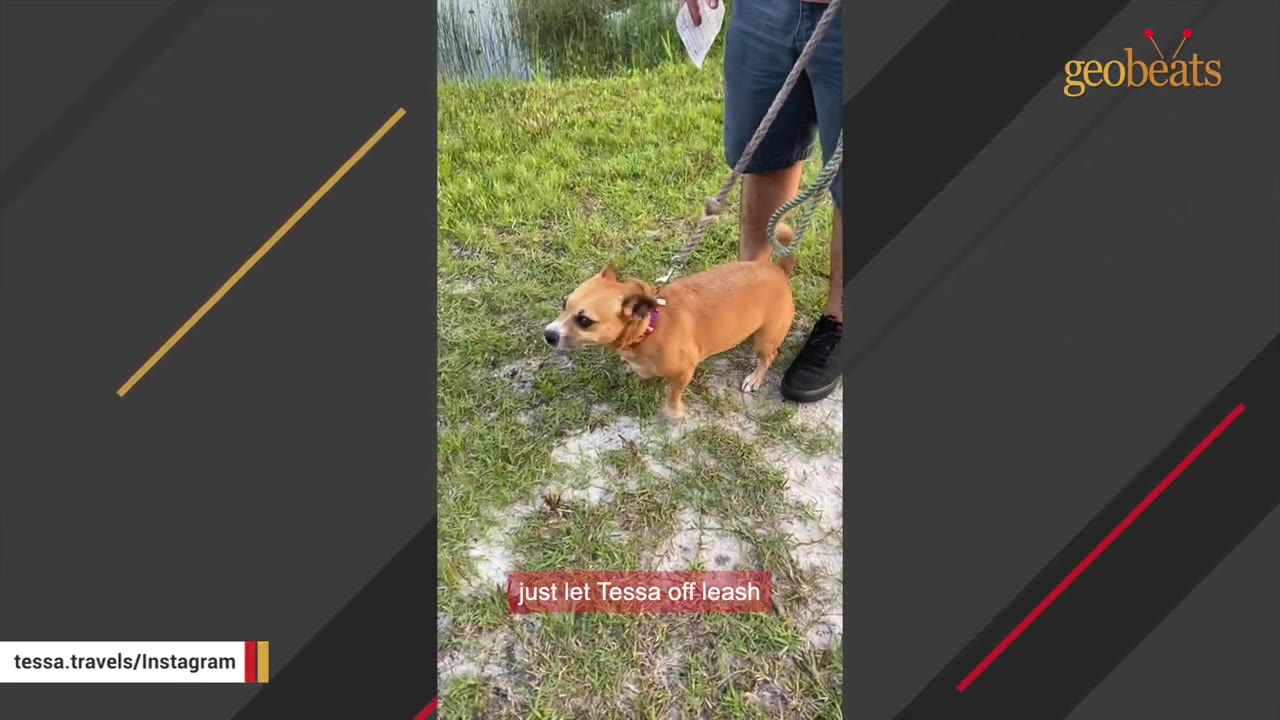 A small brown dog on a leash stands on a grassy patch next to a person's legs during a walk.