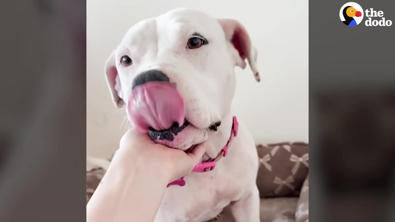 A close-up shot of a white dog with a pink collar licking its nose as a person gently holds its chin.