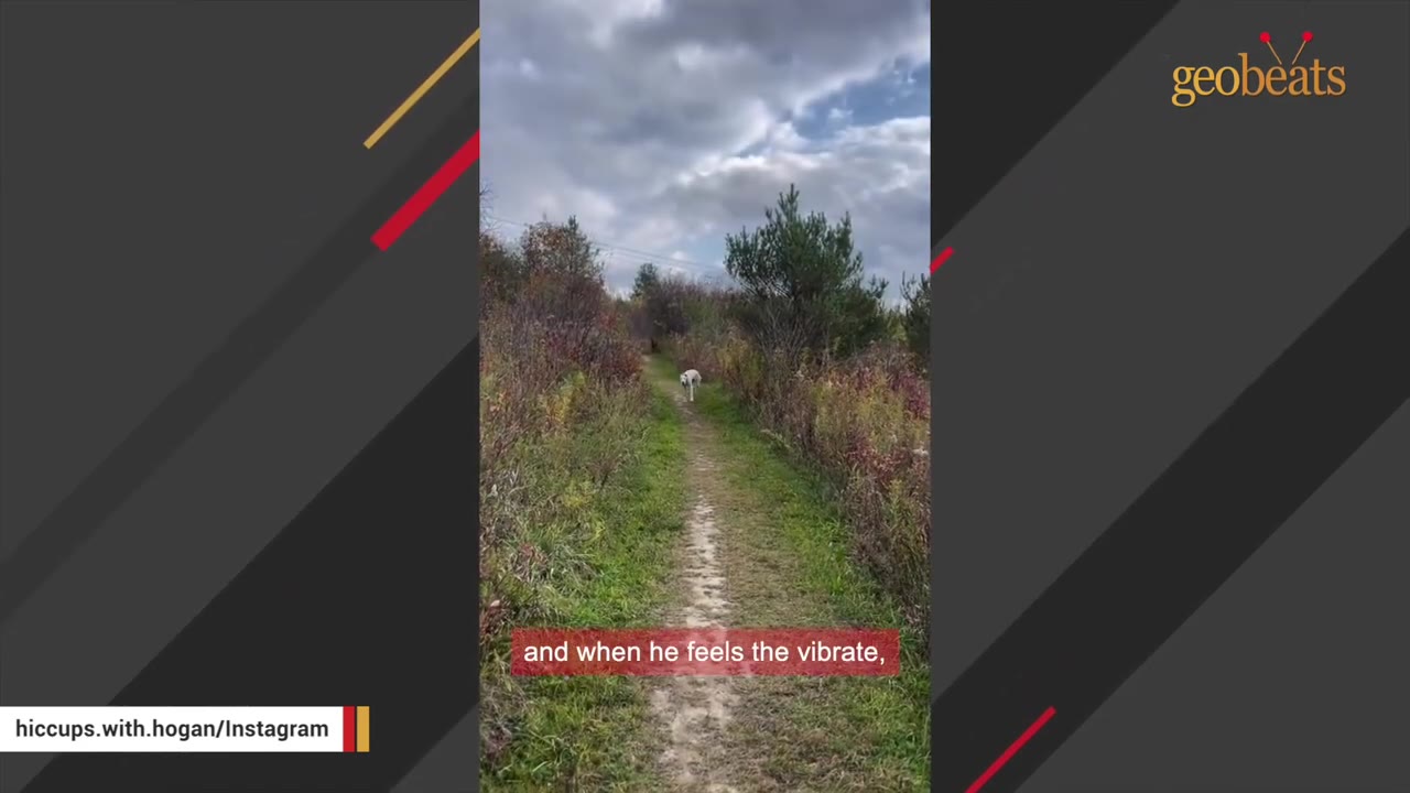 A white dog walks down a narrow dirt path surrounded by green grass and autumn-colored shrubs under a cloudy sky.