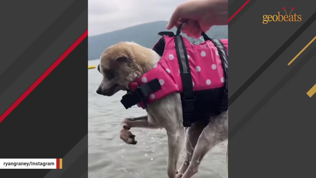 A small dog wearing a pink polka-dot life jacket is lifted out of the water by a hand holding the jacket's handle, with its legs paddling in the air.