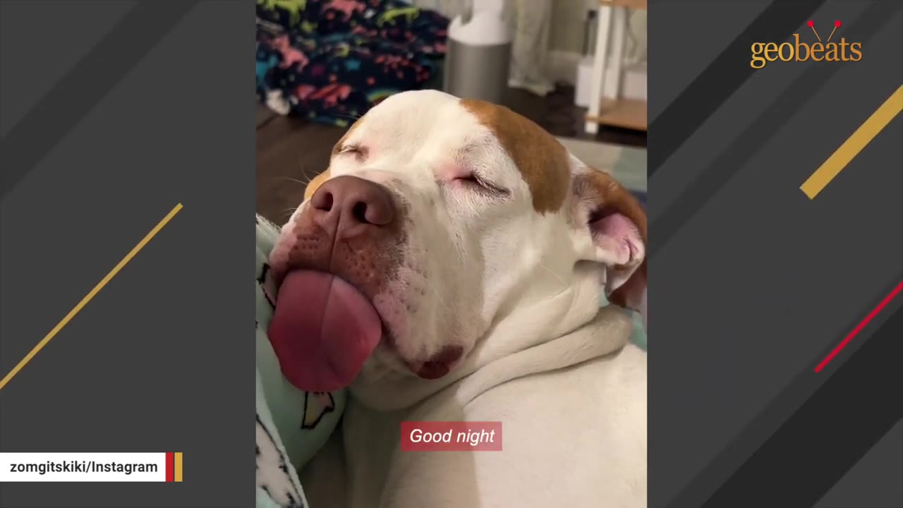 A close-up shot of a white and brown dog sleeping peacefully with its eyes closed and its large pink tongue sticking out of the side of its mouth.