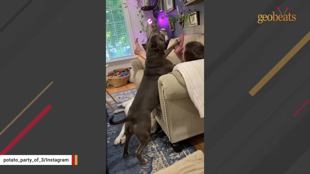 A grey pit bull stands on its hind legs next to an armchair, raising its paw to touch a person's hand in a high-five gesture.
