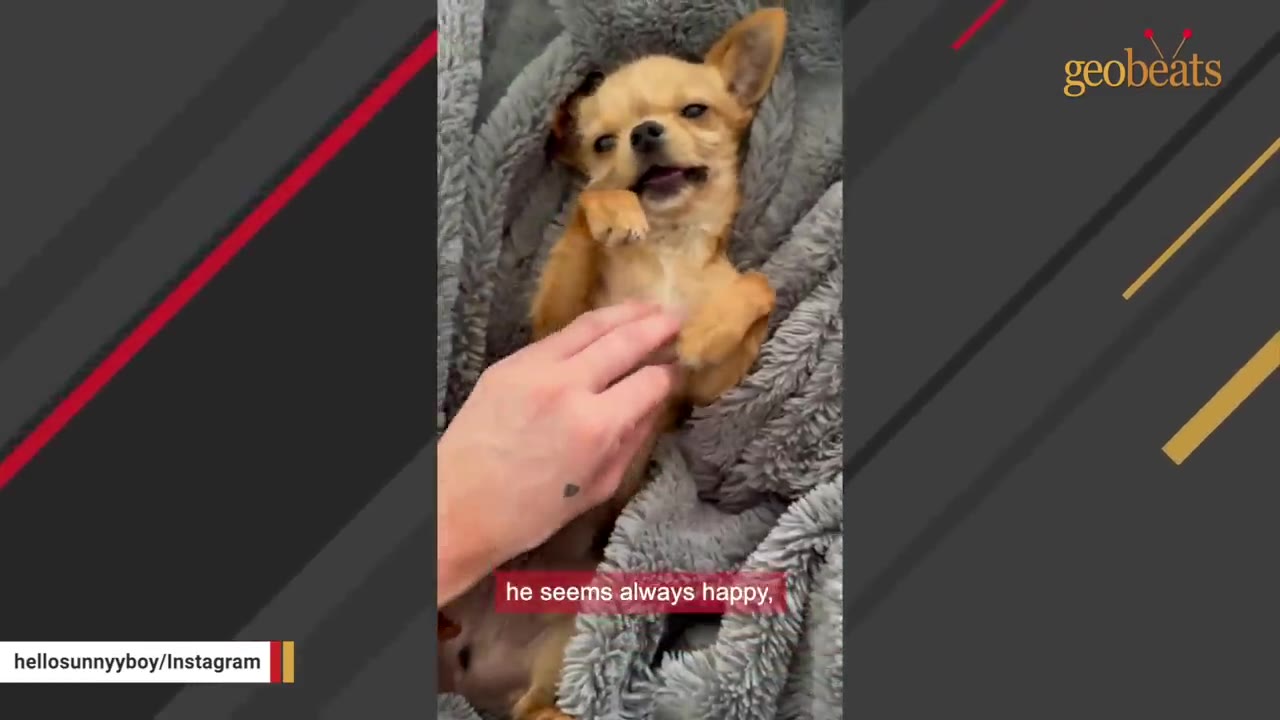 A small tan chihuahua lying on its back on a grey blanket, looking happy and expressive as a hand gently pets its chest.