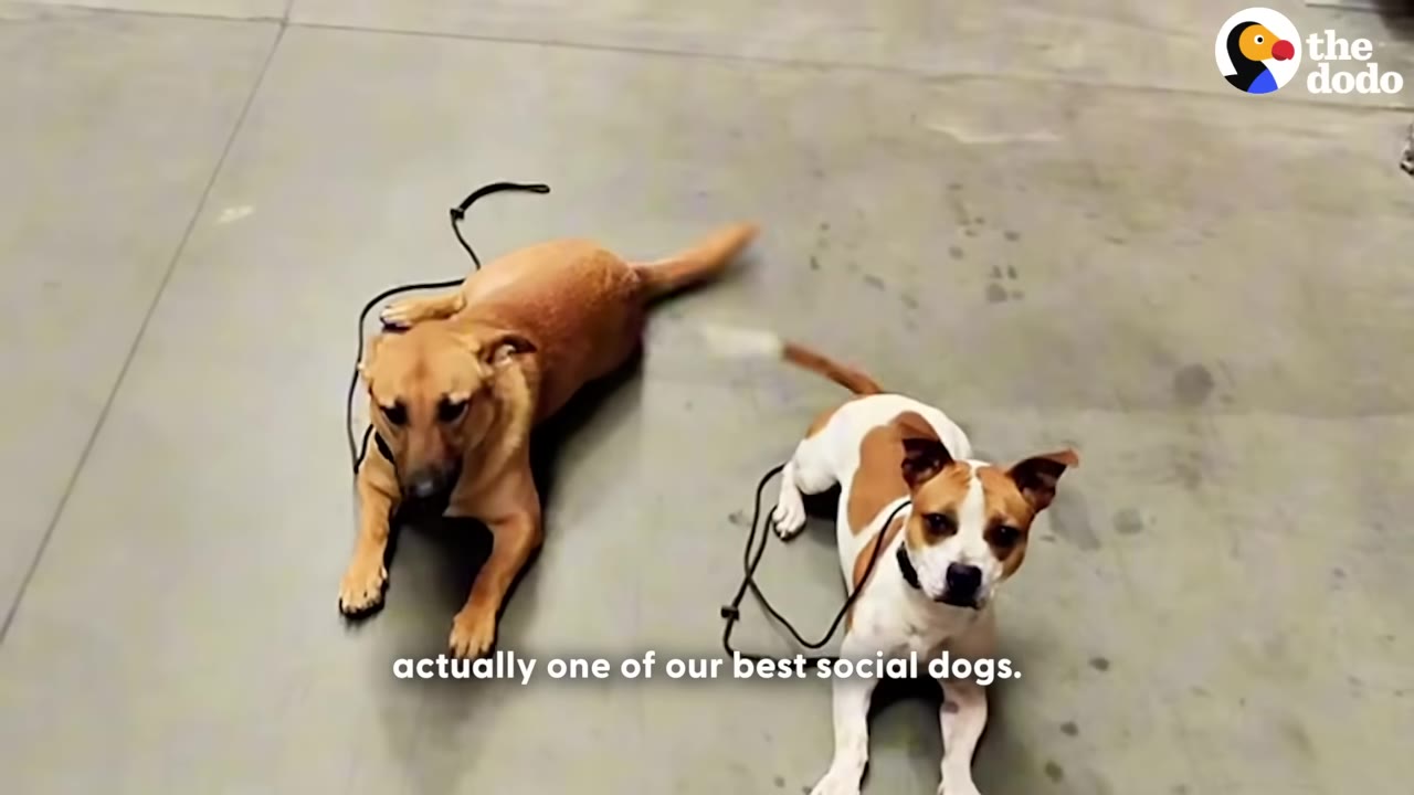 Two dogs, one light brown and one white with brown patches, lying down calmly side-by-side on a concrete floor.