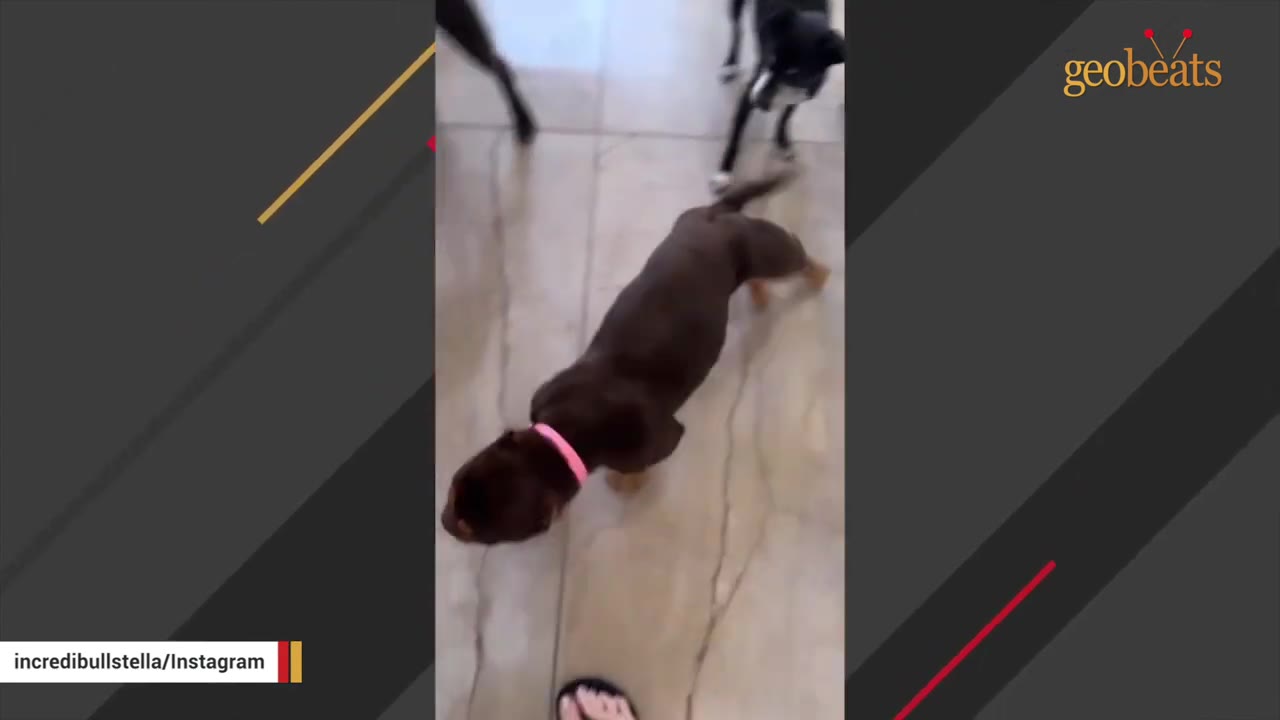 A brown dog wearing a pink collar walks across a light-colored tiled floor.