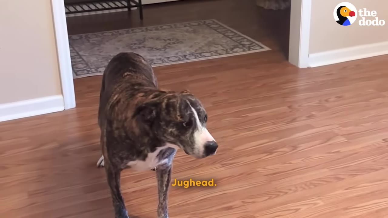 A brindle and white dog stands on a wooden floor inside a house, looking slightly to the side.