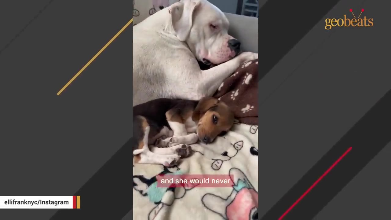 A large white dog and a small brown and black puppy sleeping together on a patterned blanket.