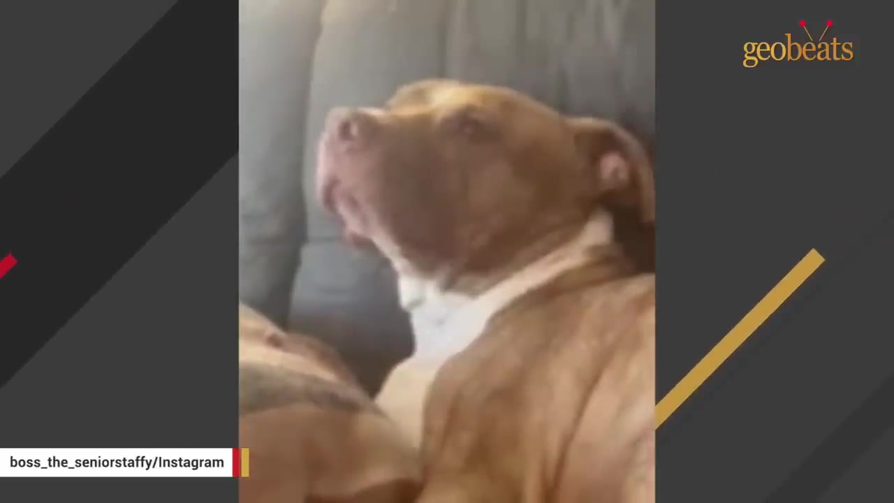 A brown and white dog looking upwards with a sad expression while resting on a couch.