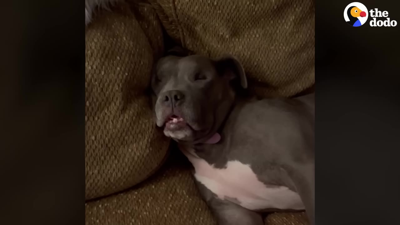A grey and white pit bull dog sleeping peacefully on a brown textured couch.