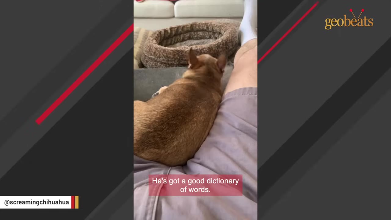 A small brown chihuahua resting comfortably on a person's lap.