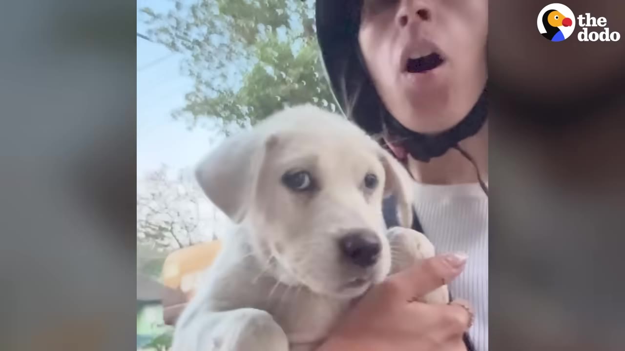 A close-up of a light-colored puppy being held by a rescuer wearing a helmet.