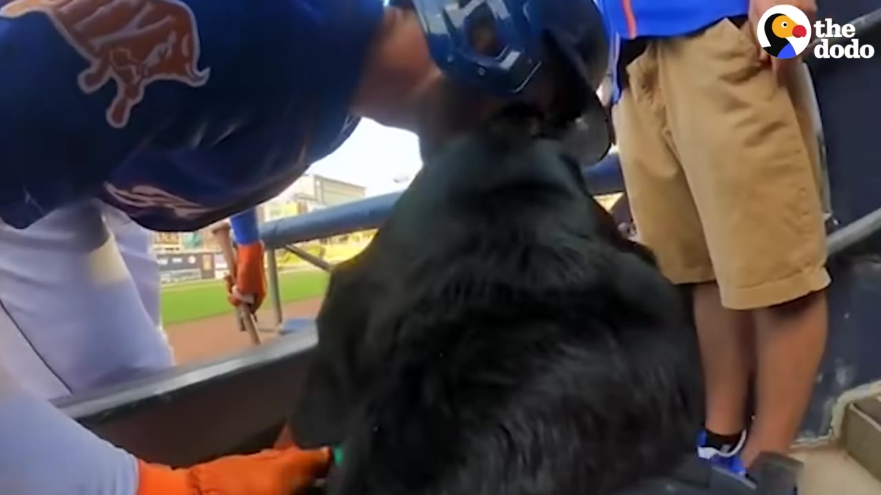 A baseball player in a blue uniform and helmet leans down to affectionately nuzzle a black dog in the dugout.