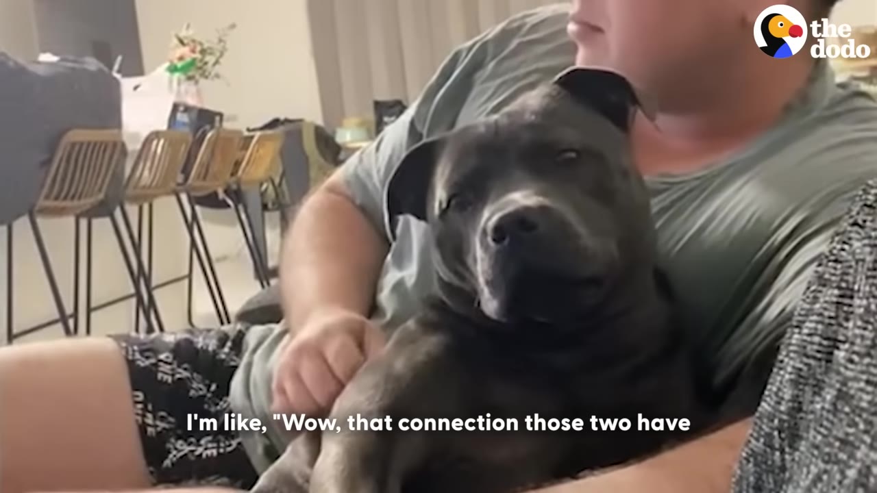 A dark grey Staffordshire Bull Terrier sits comfortably in the lap of a man wearing a grey t-shirt.