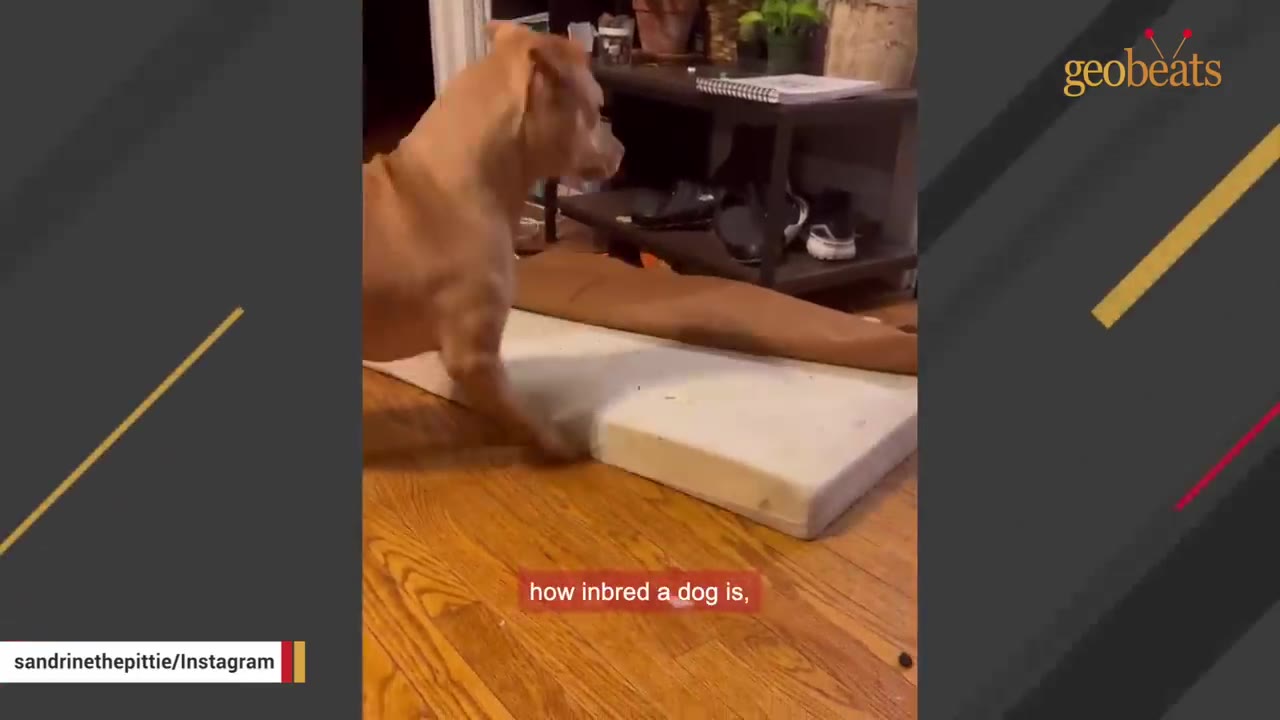 A tan dog stands on a wooden floor next to a dog bed cushion, with text on screen reading 'how inbred a dog is,'.