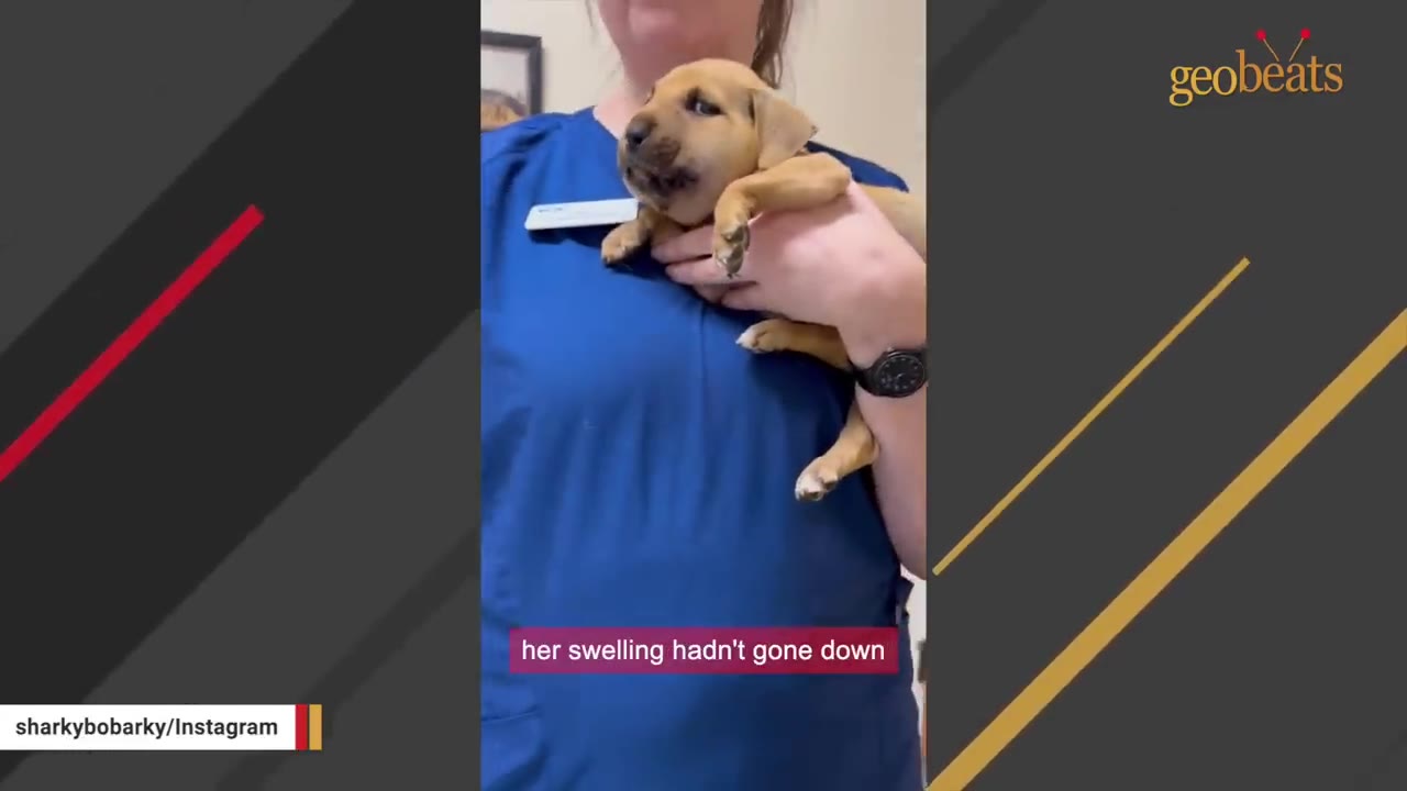 A small tan puppy with a swollen snout is held in the arms of a person wearing blue scrubs.