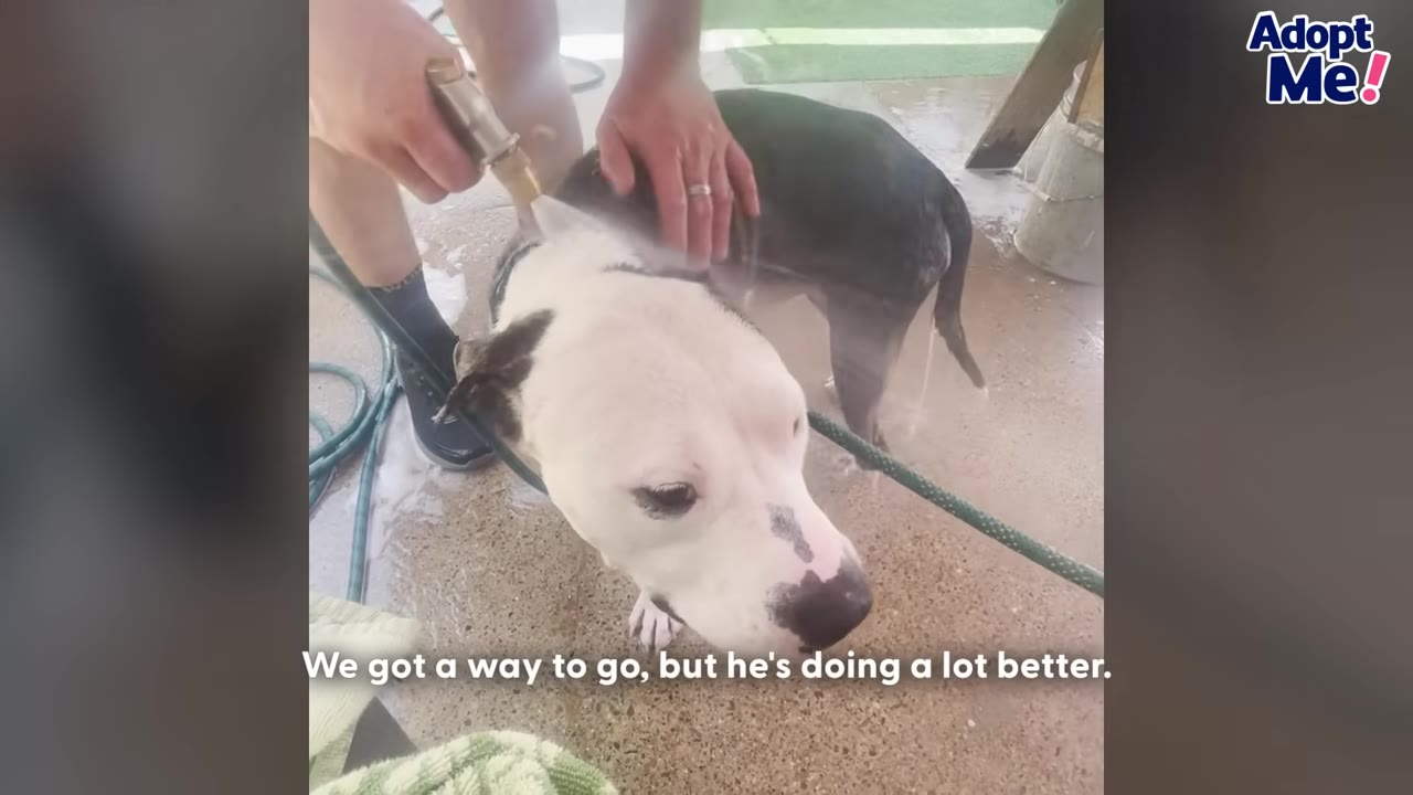 A white and black dog stands patiently as a person uses a hose nozzle to spray water onto its back during a bath.