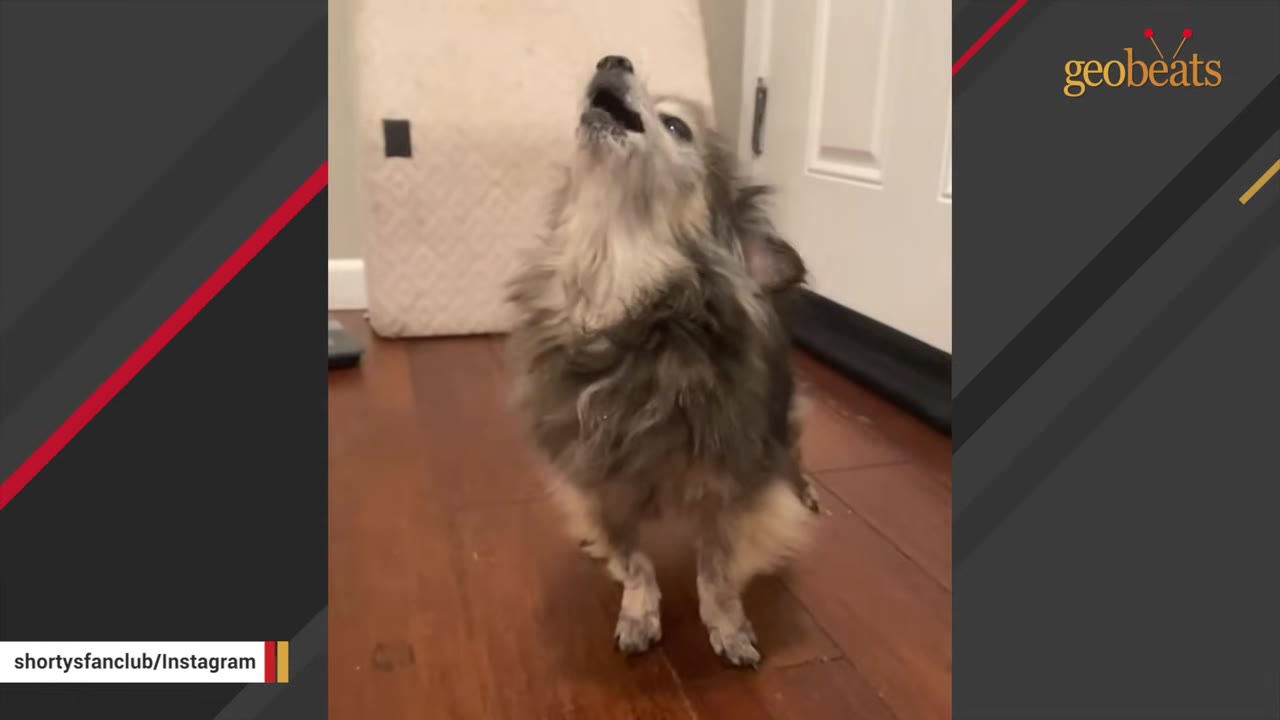 A small, long-haired grey and tan dog stands on a wooden floor, throwing its head back to howl.