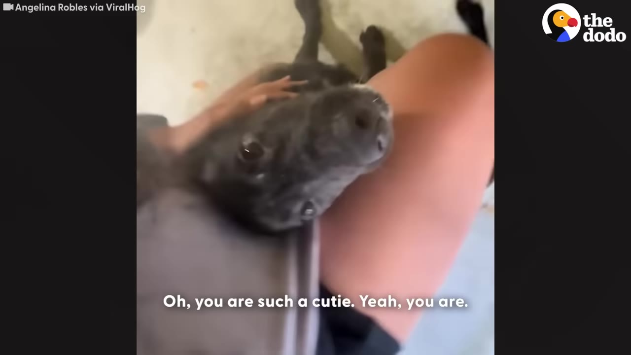 A close-up of a small black dog resting its head on a person's lap, looking up with wide, gentle eyes.