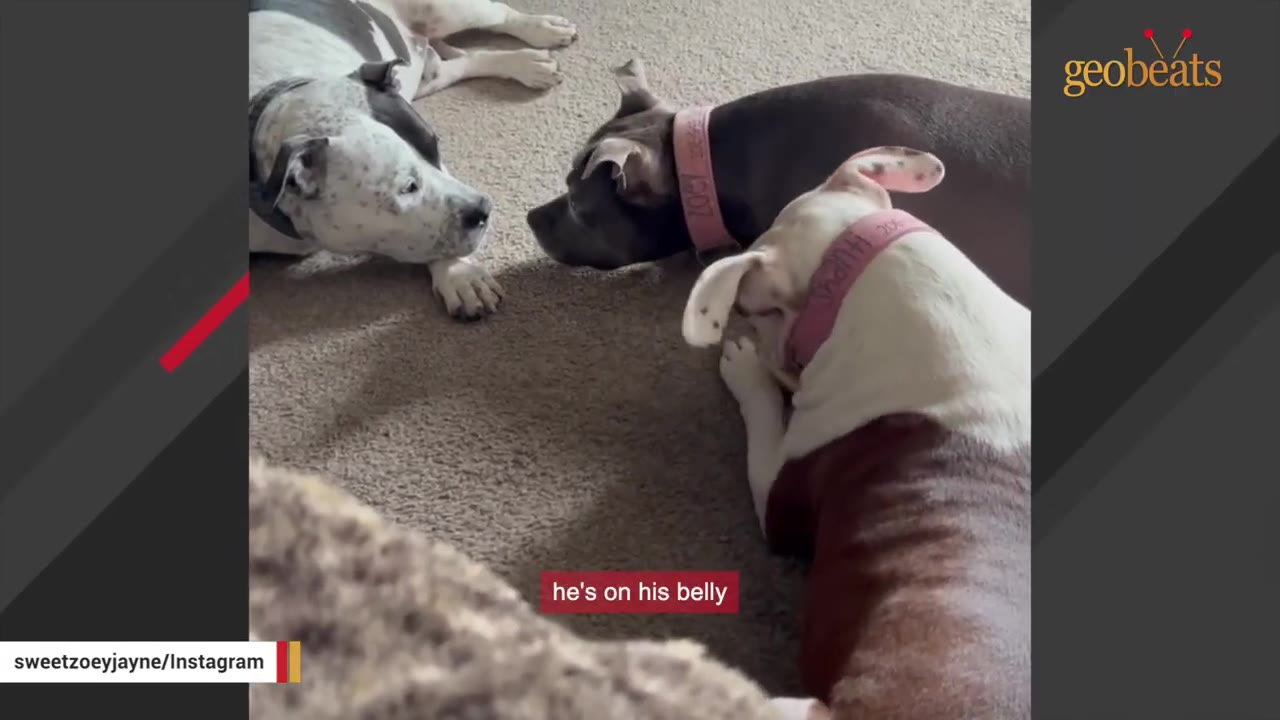 Three dogs lying down together on a carpeted floor, interacting gently.